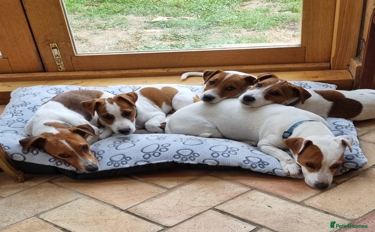 Jack Russell dogs - Advert 9
