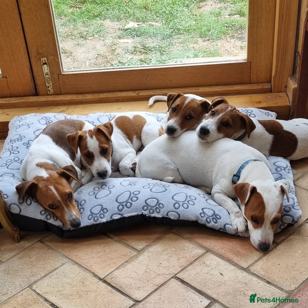 Jack Russell dogs for sale: Beautiful JR pups Ready Now - Image 1