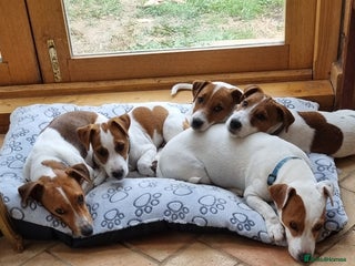 Jack Russell dogs - Advert 3