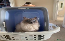 Ragdoll cats for sale: Freddie and Lyla - Image 4