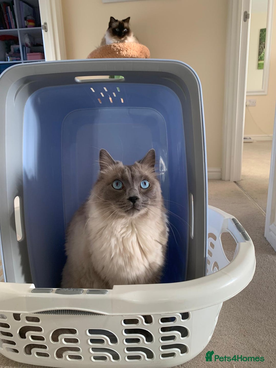 Ragdoll cats for sale: Freddie and Lyla - Image 4