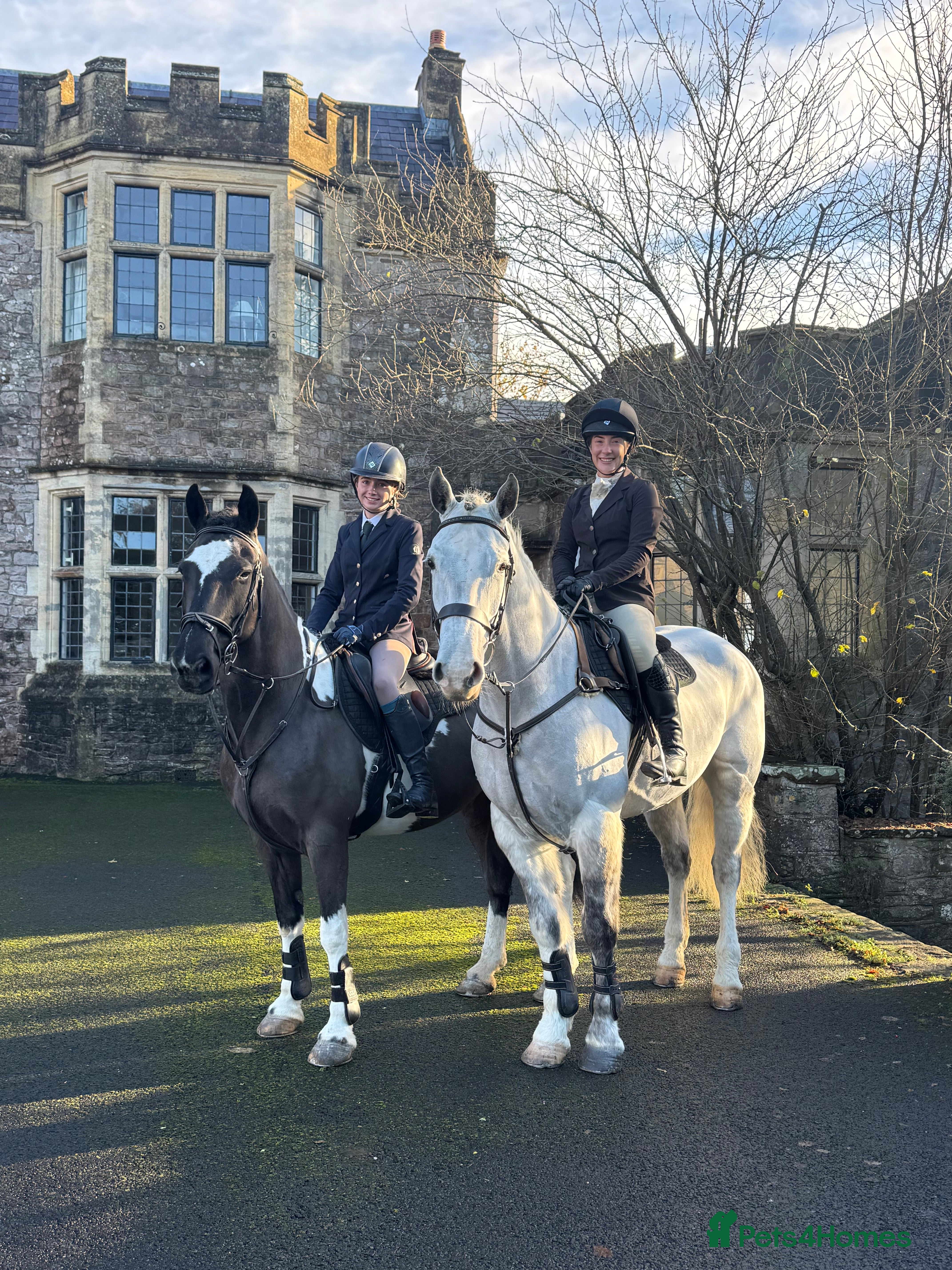 Irish Sports horses Perfect Paul Irish Gelding  - Advert 4