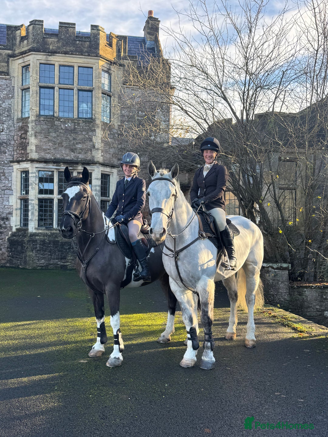 Irish Sports horses for sale: Perfect Paul Irish Gelding  - Advert 1