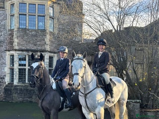 Irish Sports horses Perfect Paul Irish Gelding - Advert 1