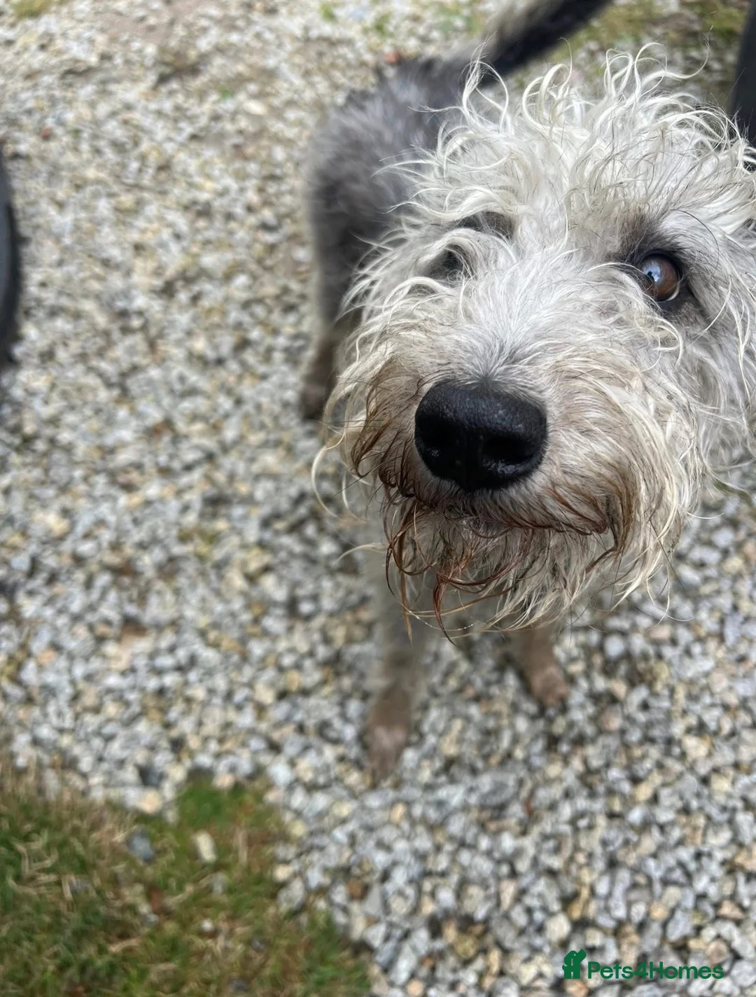 Mixed Breed dogs for sale: Bedlington Whippet pups - 2 boys and 2 girls left - Advert 3