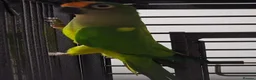 Conures birds for sale: Male peach fronted counre - Advert 3