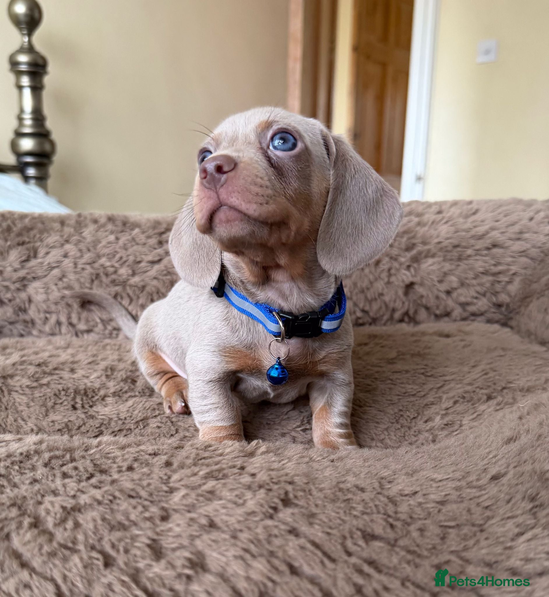 Miniature Dachshund dogs Beautiful Mini Dachshund Puppies - READY SOON ! - Advert 1