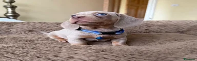 Miniature Dachshund 2