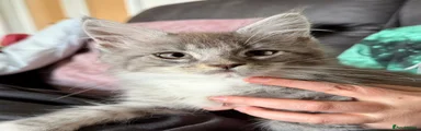 Maine Coon Kitten 3