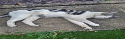 Mixed Breed cats for sale: Urgent home needed for this little male cat  - Advert 2