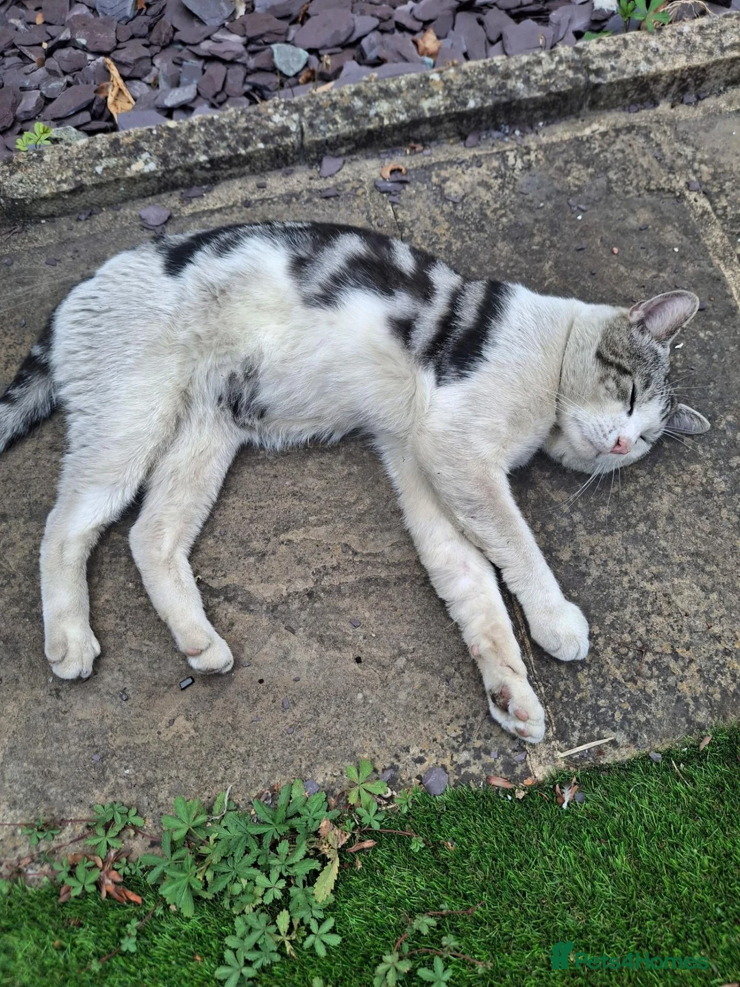 Mixed Breed cats for sale: Urgent home needed for this little male cat  - Advert 2