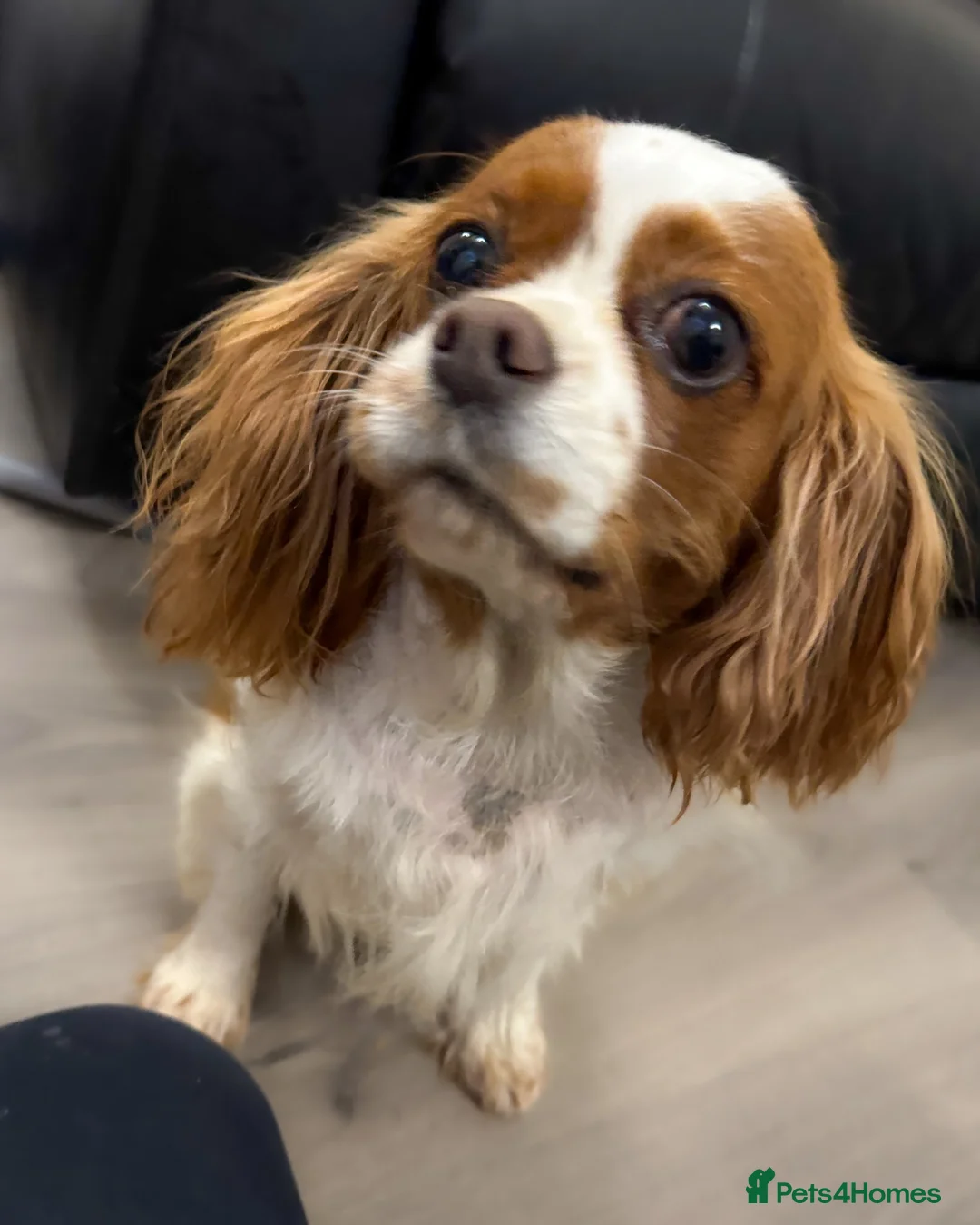 Cavalier King Charles Spaniel dogs for sale: Adult Spayed King Charles Cavalier - Advert 2