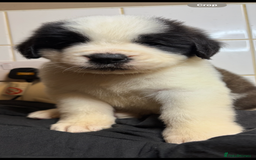 Saint Bernard dogs for sale: Saint Bernard puppies  - Image 24