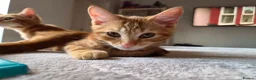 Mixed Breed cats for sale: 3 male ginger kittens ready for rehoming in Kidderminster - Advert 5