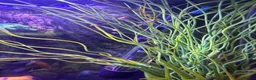 Mollies fish for sale: Balloon molly babies - Advert 2