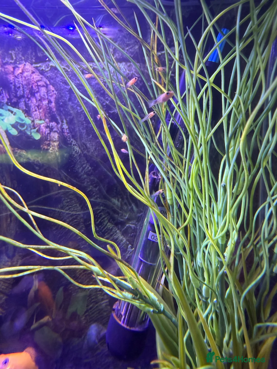 Mollies fish for sale: Balloon molly babies - Advert 2