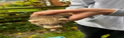 Ferret rodents for sale: Ferret kits  in Belper - Advert 11
