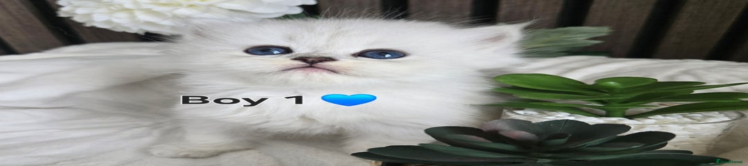 Boy 1