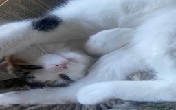 Mixed Breed cats for sale: Little girl cat looking for home - Image 2