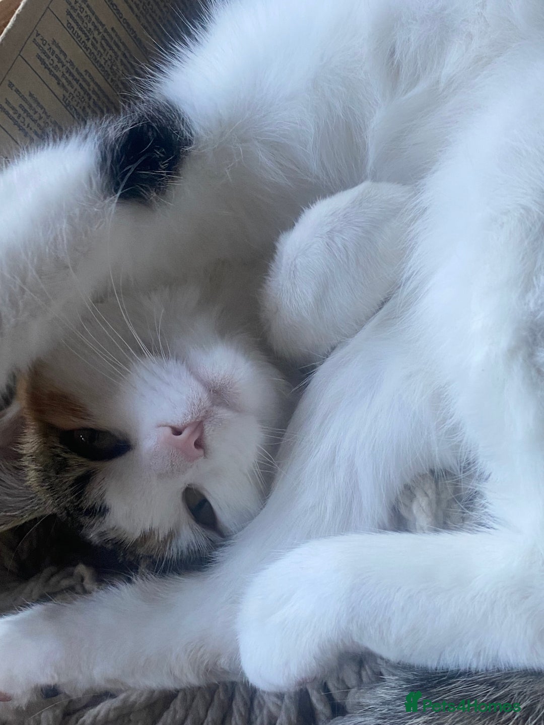 Mixed Breed cats for sale: Little girl cat looking for home - Image 2