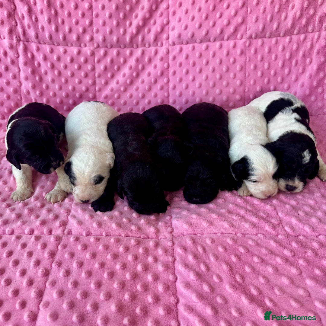 Mixed Breed dogs for sale: Cavapoo x cockerspaniel  - Image 5