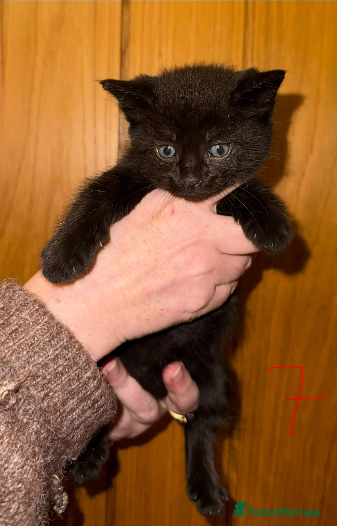 Maine Coon cats for sale: Gorgeous Maine Coon kittens in Southampton - Advert 20