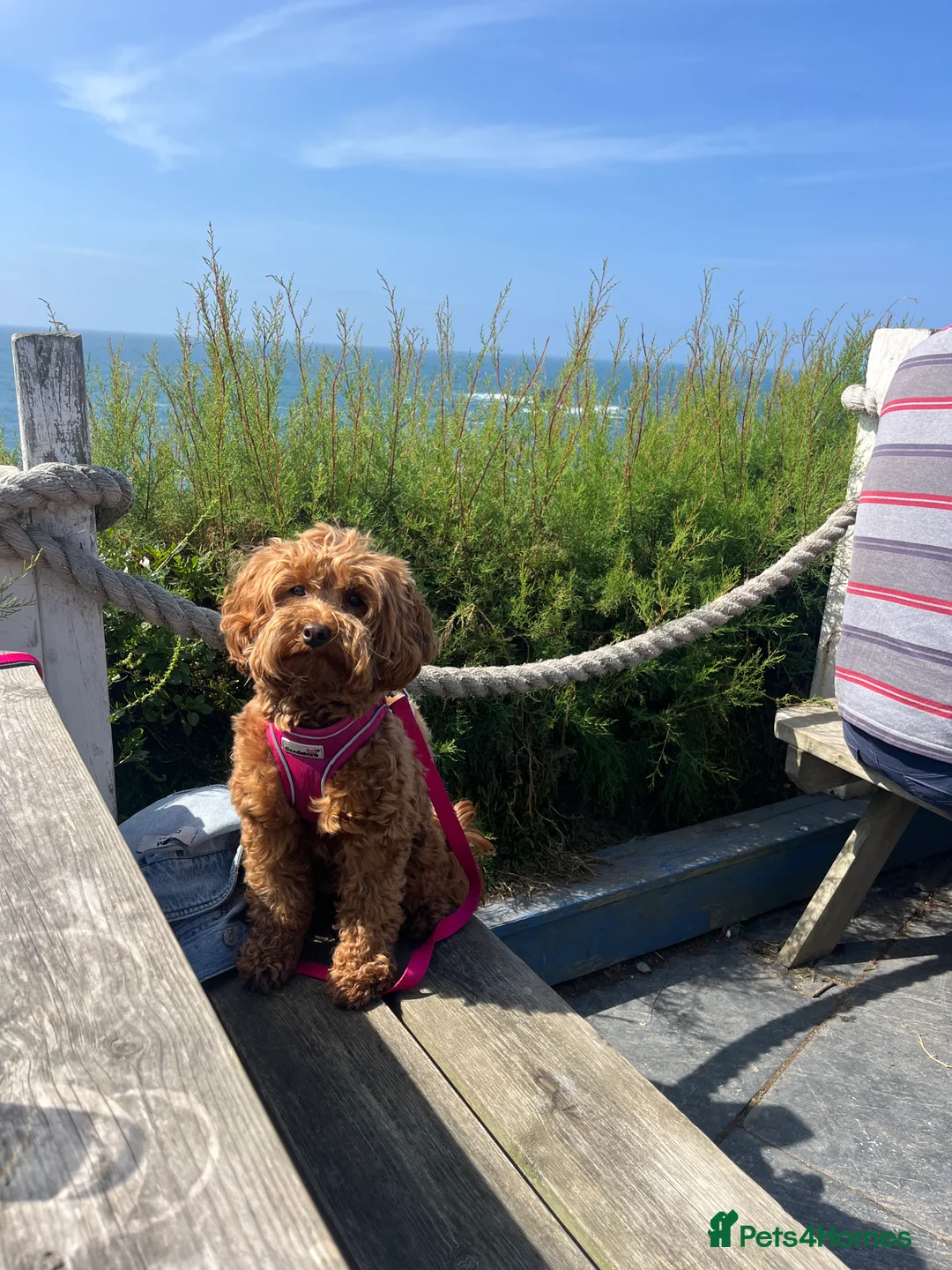 Maltipoo dogs for sale: Gorgeous Maltipoo Pups looking for their new home  - Advert 2