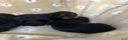 Doxiepoo dogs for sale: F1 daxiepoo puppies  - Advert 19