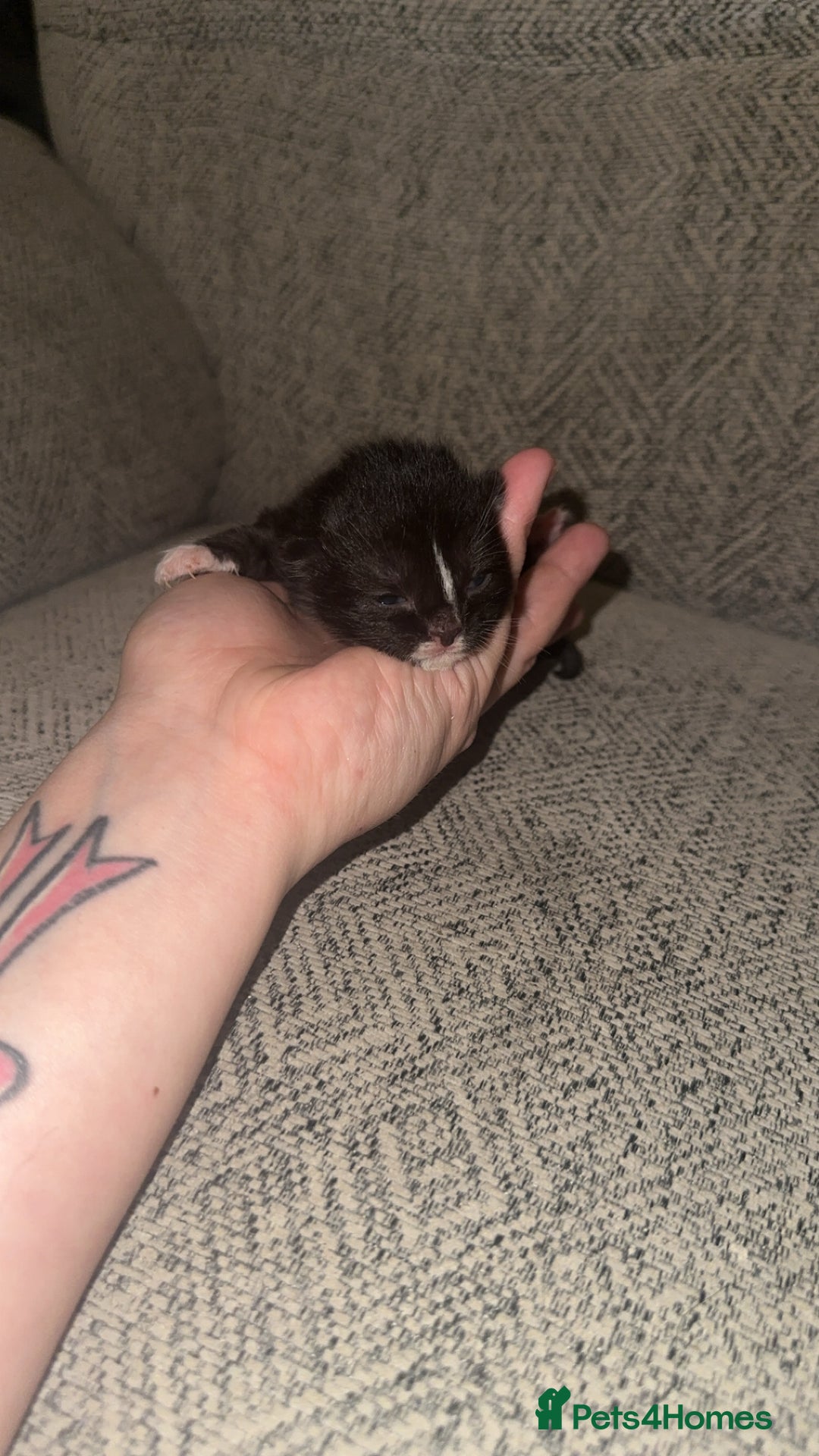 Mixed Breed cats for sale: 4 beautiful kittens  - Advert 4