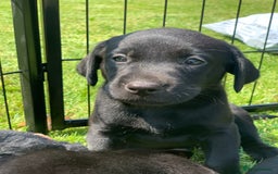 Labrador Retriever dogs for sale: KC Labrador puppies Ready now 🐾Fully vaccinated  in Skegness - Image 22