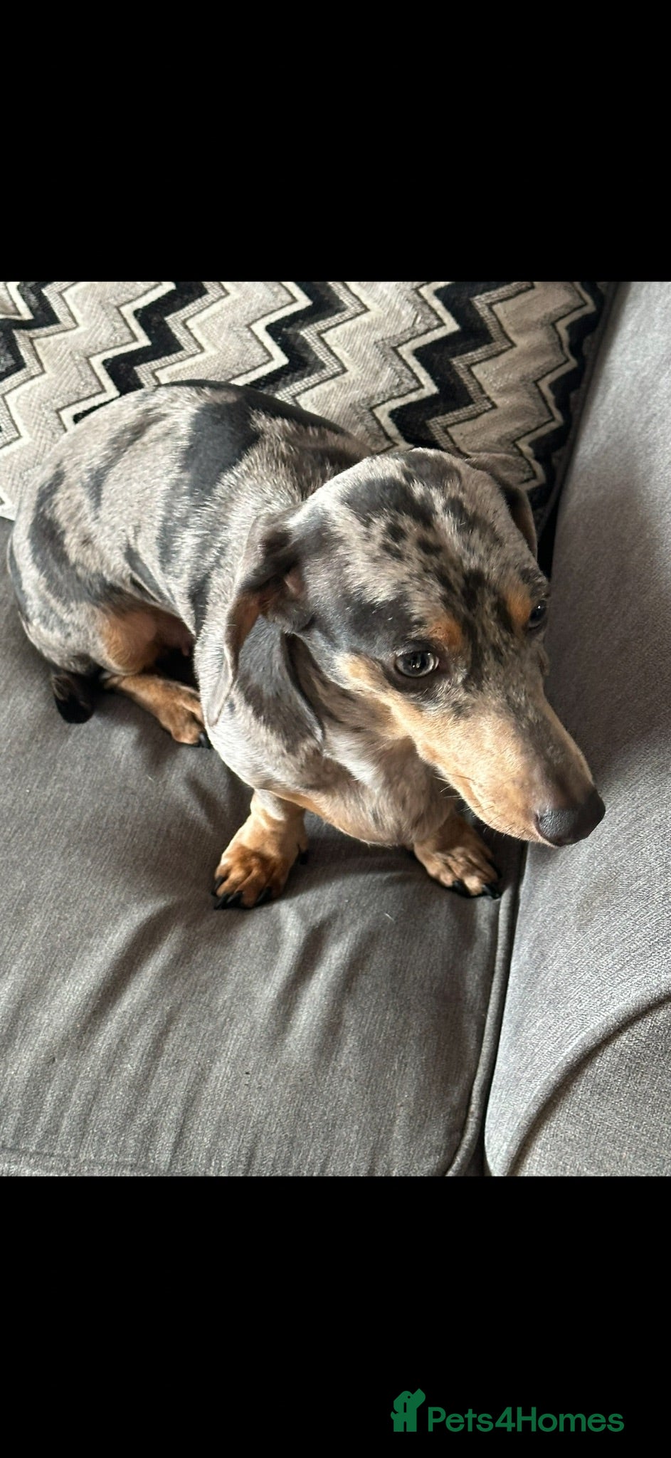 Dachshund dogs Darcy - Advert 1