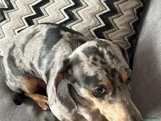Dachshund dogs Darcy - Advert 1
