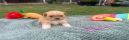 Lhasa Apso dogs for sale: Lhasa Apso puppies - Advert 4