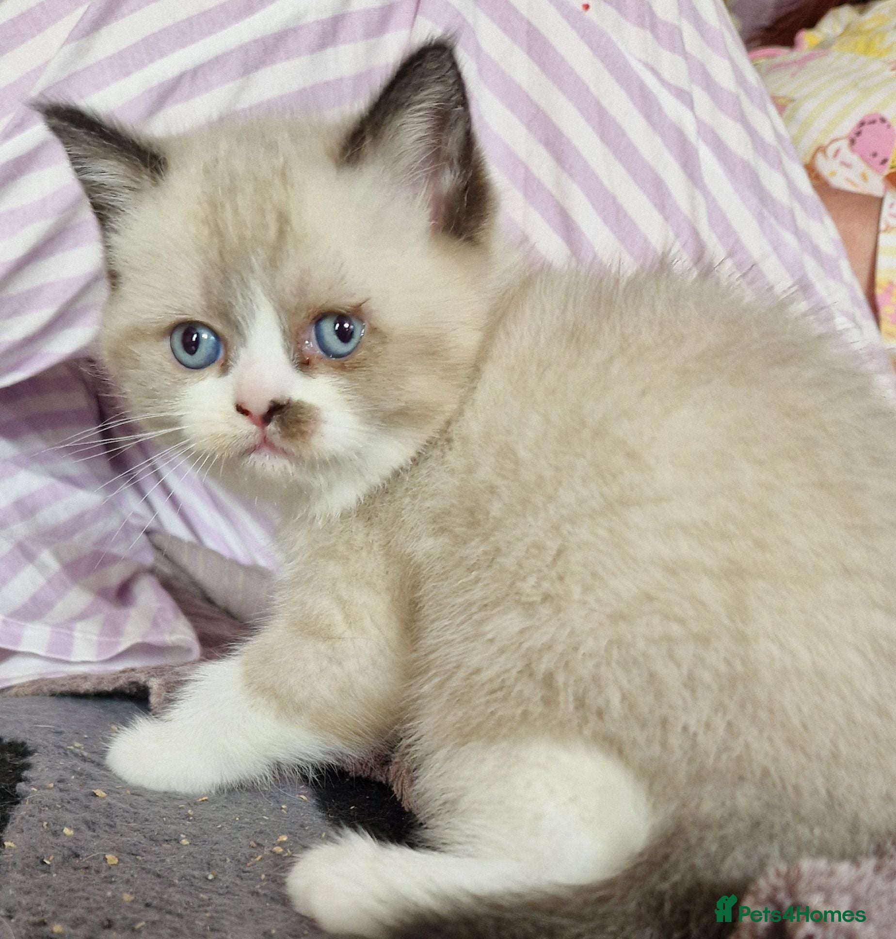 British Shorthair cats British Shorthair Exotic Kittens - Advert 1
