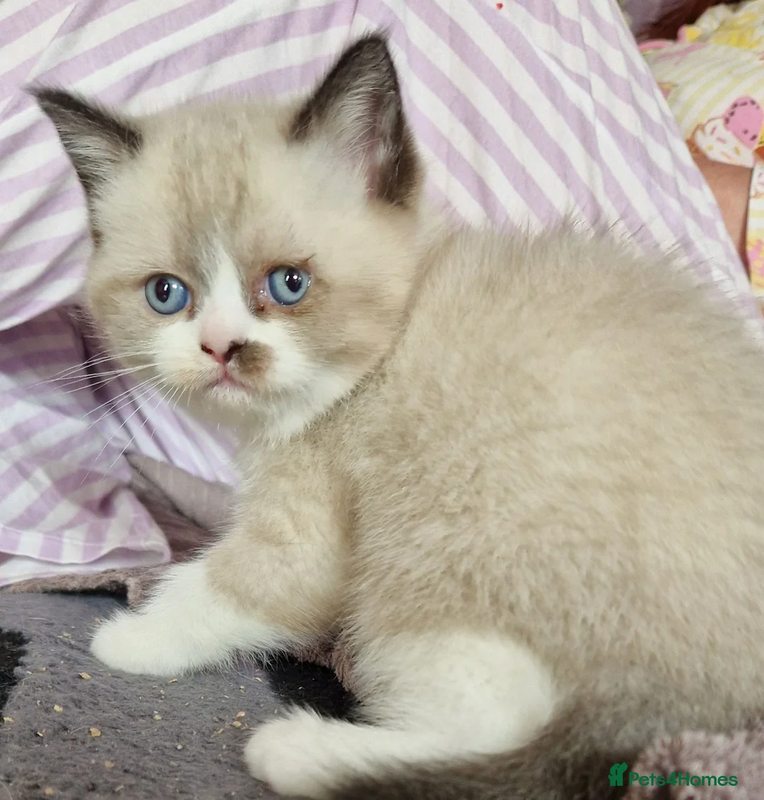 British Shorthair cats for sale: British Shorthair Exotic Kittens - Advert 1