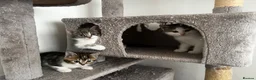American Shorthair cats for sale: 3 Little Tabbies Looking for Their Forever Homes! - Advert 24