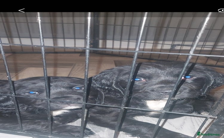 Sprocker dogs - Advert 3