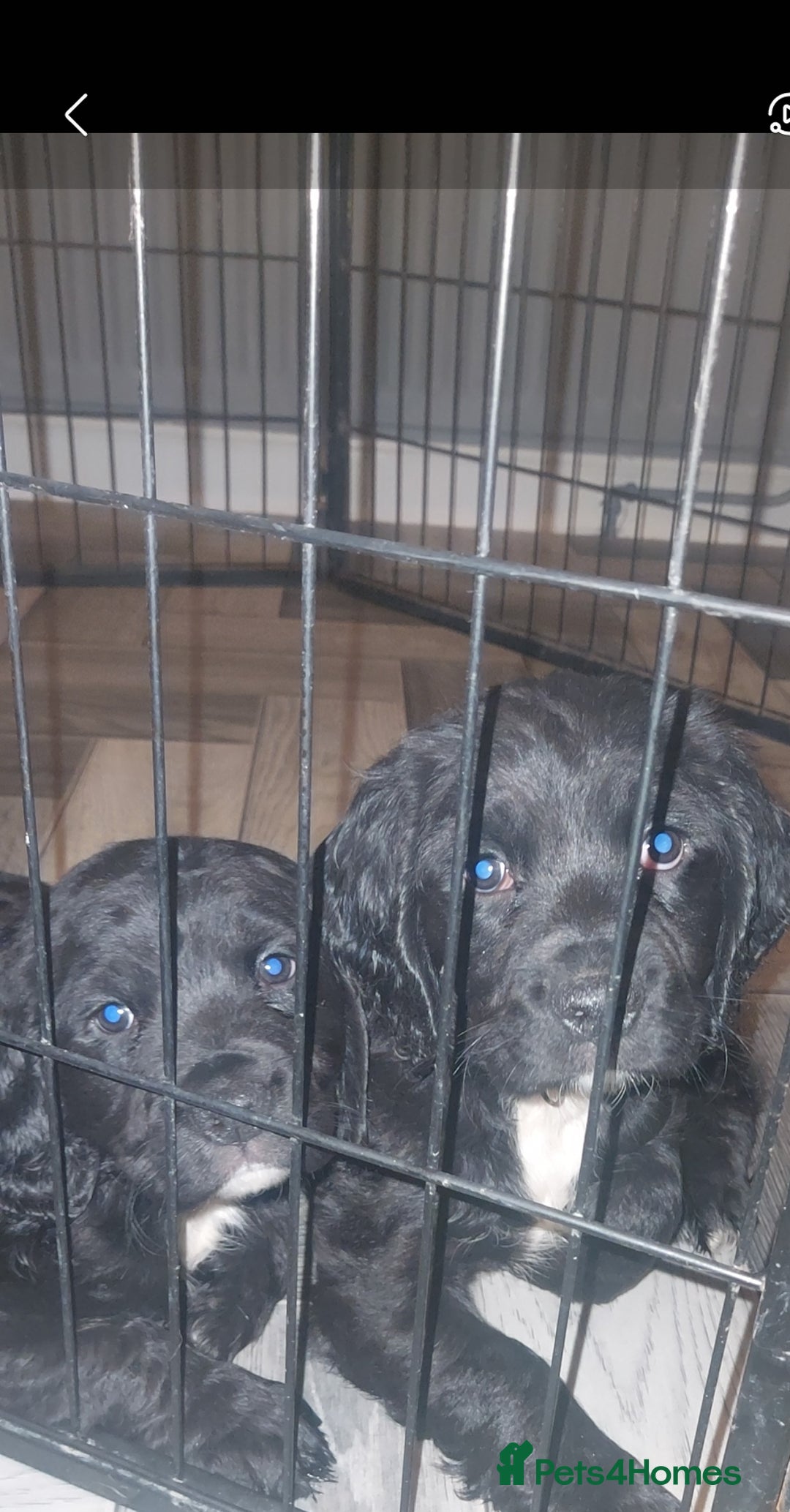 Sprocker dogs for sale: F1 SPROCKER SPANIELS ( 1 BOY LEFT )  - Advert 18