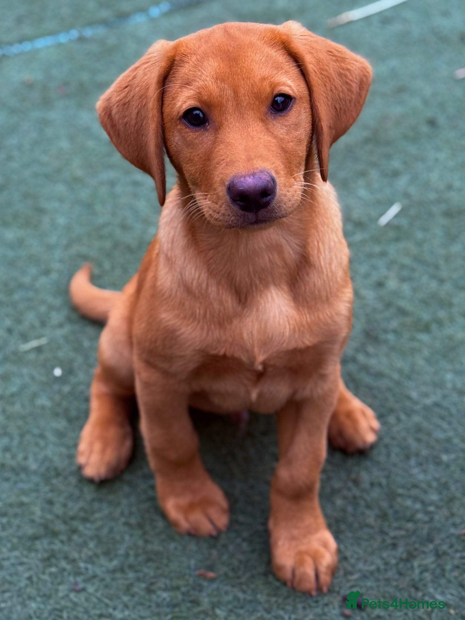 Labrador Retriever dogs GORGEOUS RED BOY  - Advert 2