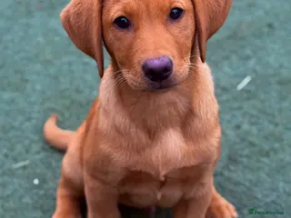 Labrador Retriever dogs GORGEOUS RED BOY - Advert 2