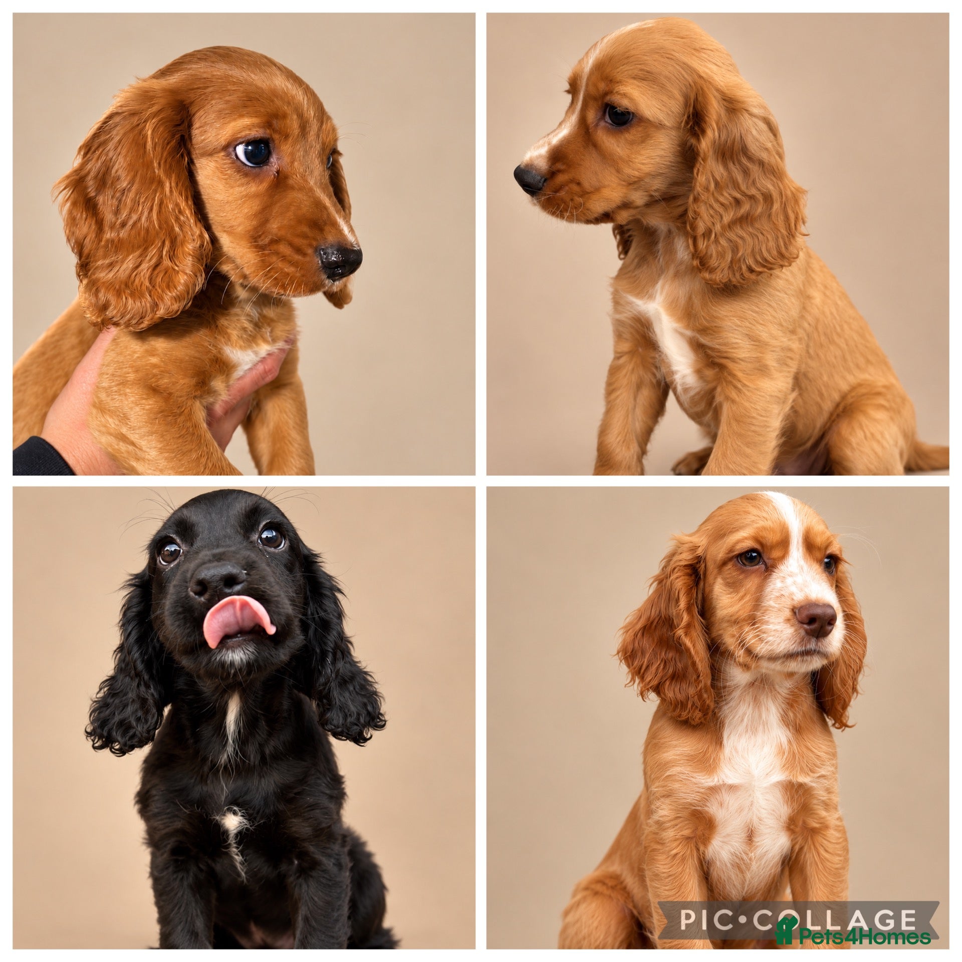 Cocker Spaniel dogs READY NOW ! WORKING COCKER SPANIEL PUPPIES - Advert 1