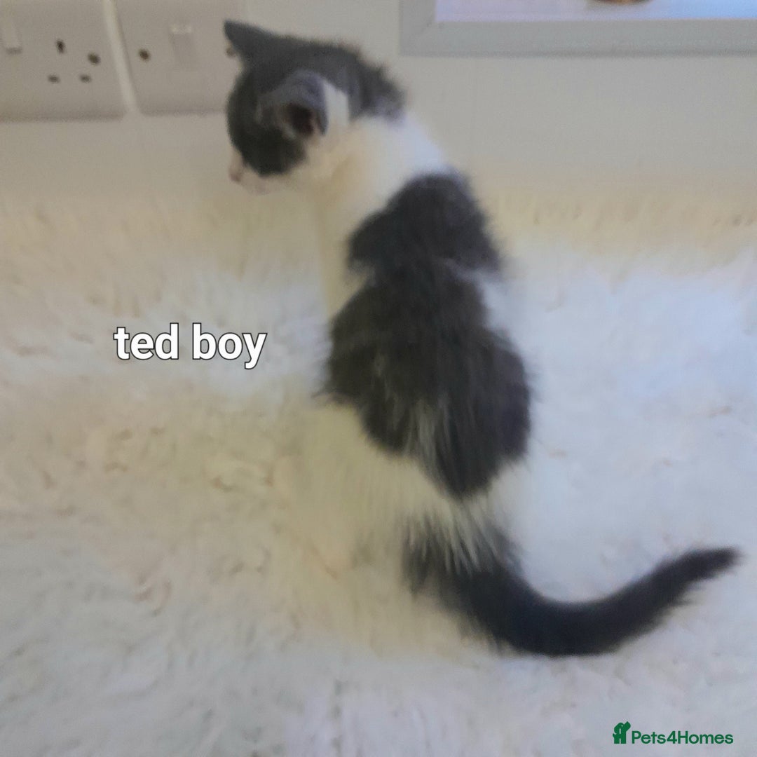Siamese cats for sale: Bi colour blue and white kittens - Image 24