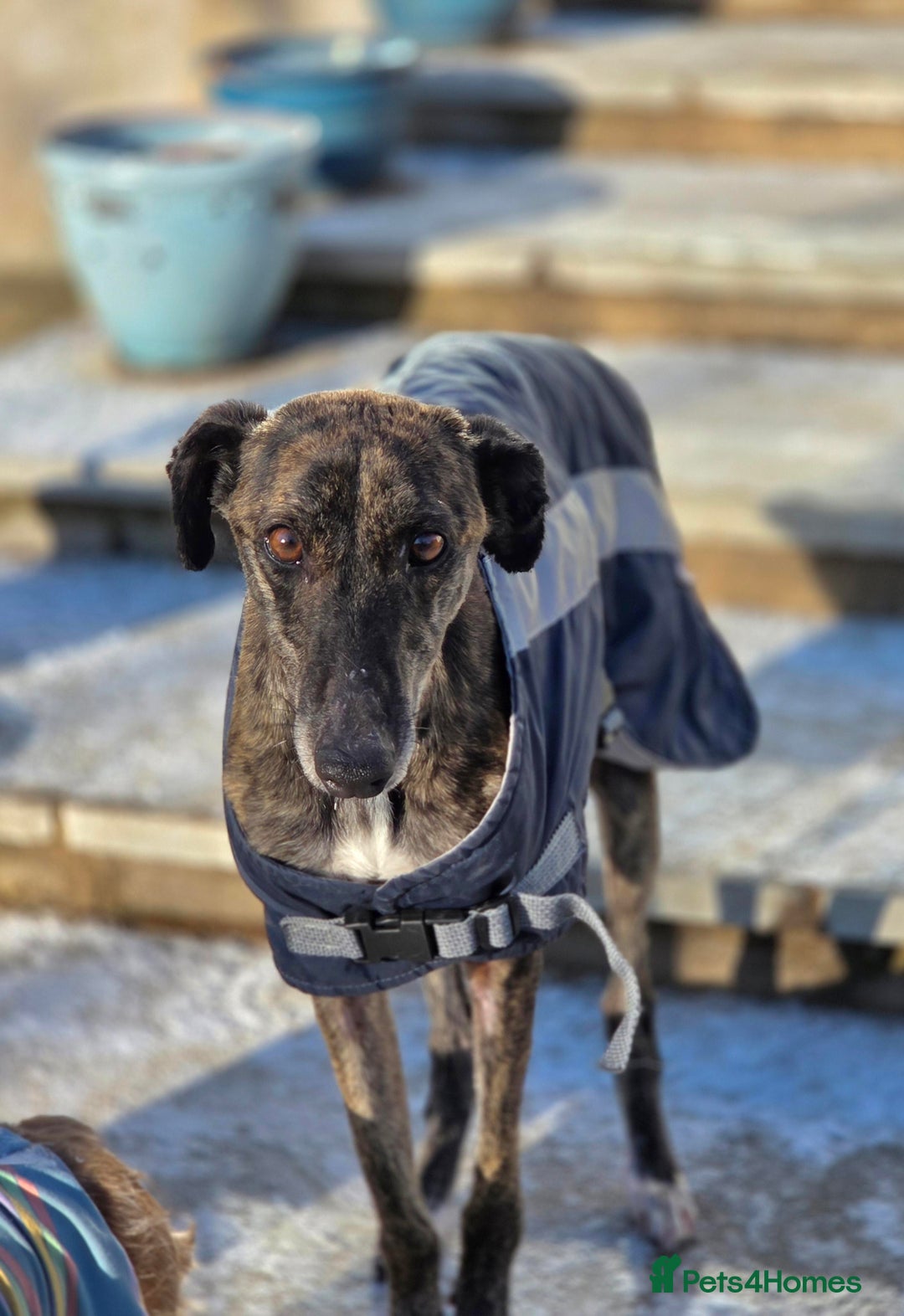 Lurcher dogs for adoption: Beautiful Daisy  - Advert 3