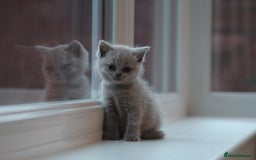 British Shorthair cats for sale: 🩶🐈🐾 Stunning BSH Kittens 🩶🐈🐾 - Image 25