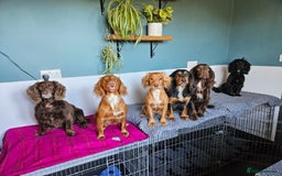 Cocker Spaniel dogs for sale: Working Cocker Spaniel Puppies  - Image 15
