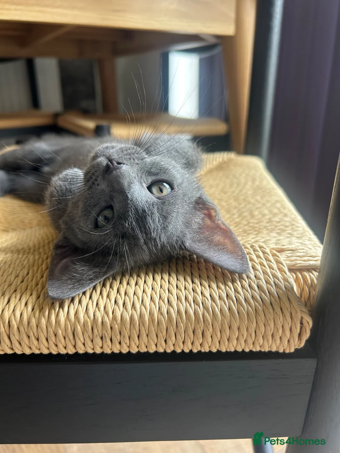 Domestic Shorthair cats for sale:  Adorable 9-Week-Old brothers, must stay together. in Deal - Advert 2