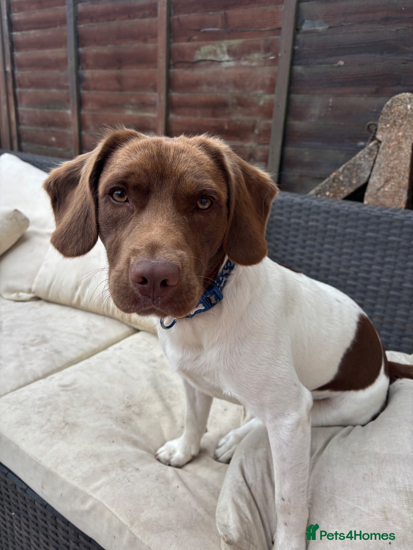 Mixed Breed dogs for sale: 1 year old Labrador x spaniel x beagle - Advert 5