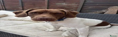 Mixed Breed 1