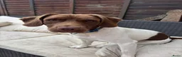 Mixed Breed dogs for sale: 1 year old Labrador x spaniel x beagle - Advert 1