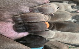 Staffordshire Bull Terrier dogs for sale: Stunning KC Staffs Very Unique colours - Image 2
